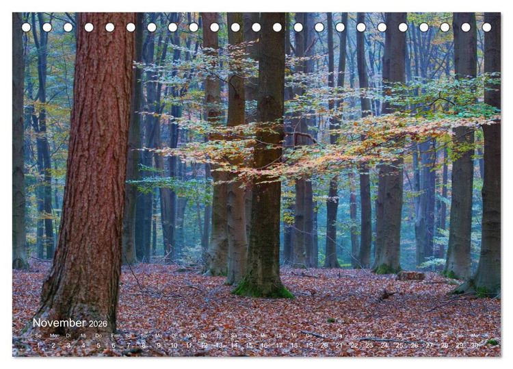 Produktbild: Astrein! - Der Baumkalender 2026 (Tischkalender 2026 DIN A5 quer), CALVENDO Monatskalender