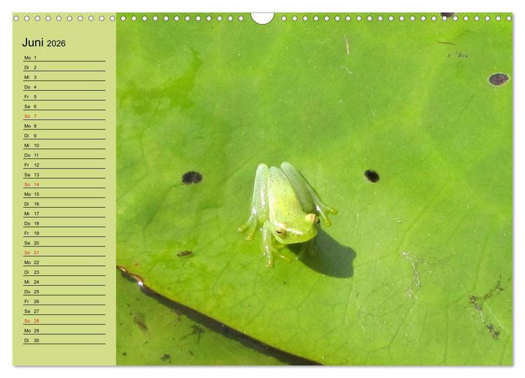 Produktbild: Frosch m&uuml;sste man sein! (Wandkalender 2026 DIN A3 quer), CALVENDO Monatskalender