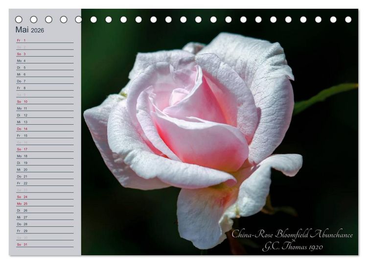 Produktbild: Kurf&uuml;rstliche Rosen Eltville am Rhein (Tischkalender 2026 DIN A5 quer), CALVENDO Monatskalender