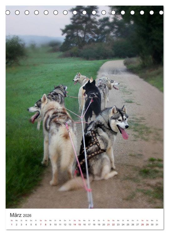 Produktbild: Faszination Husky (Tischkalender 2026 DIN A5 hoch), CALVENDO Monatskalender