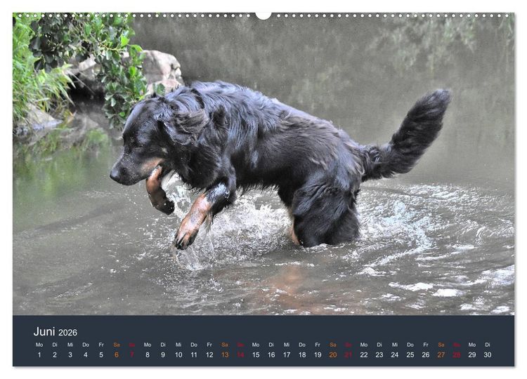 Produktbild: Ein Hovawart, ein Wachhund (hochwertiger Premium Wandkalender 2026 DIN A2 quer), Kunstdruck in Hochglanz