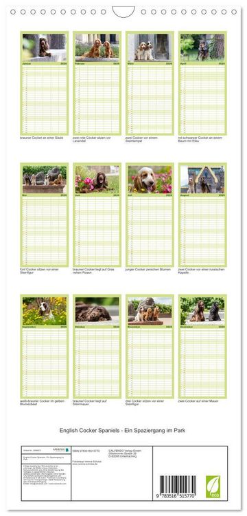 Produktbild: Familienplaner 2026 - English Cocker Spaniels - Ein Spaziergang im Park mit 5 Spalten (Wandkalender, 21 x 45 cm) CALVENDO