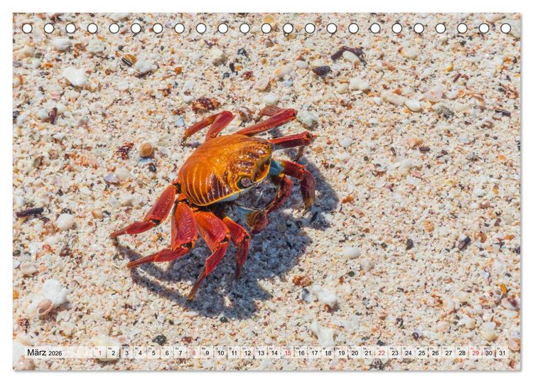 Produktbild: Die Galapagosinseln - Santa Cruz Island (Tischkalender 2026 DIN A5 quer), CALVENDO Monatskalender