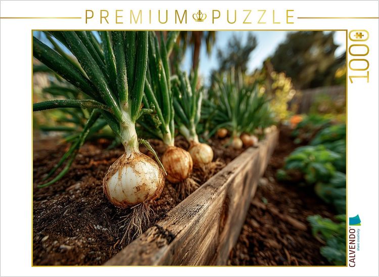 Produktbild: CALVENDO Puzzle Frische Zwiebeln wachsen im Gartenbeet | 1000 Teile Lege-Gr&ouml;&szlig;e 64x48cm Foto-Puzzle f&uuml;r gl&uuml;ckliche Stunden