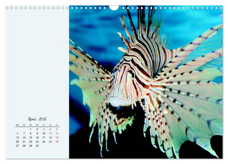 Produktbild: Salzwasseraquarium. Meeresfische im heimischen Wohnzimmer (Wandkalender 2026 DIN A3 quer), CALVENDO Monatskalender