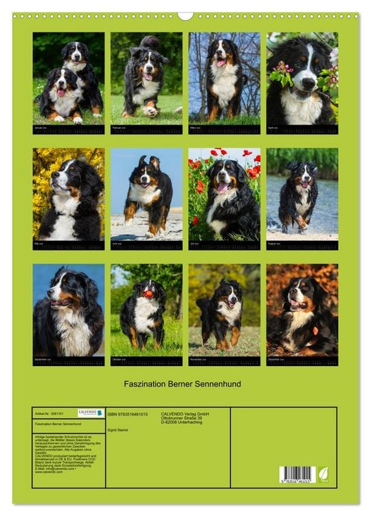 Produktbild: Faszination Berner Sennenhund (Wandkalender 2026 DIN A2 hoch), CALVENDO Monatskalender