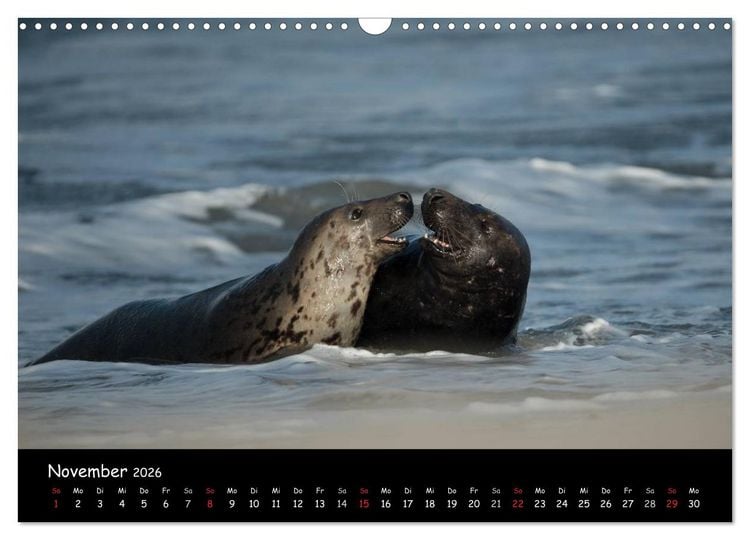 Produktbild: Robben auf Helgoland 2026 (Wandkalender 2026 DIN A3 quer), CALVENDO Monatskalender