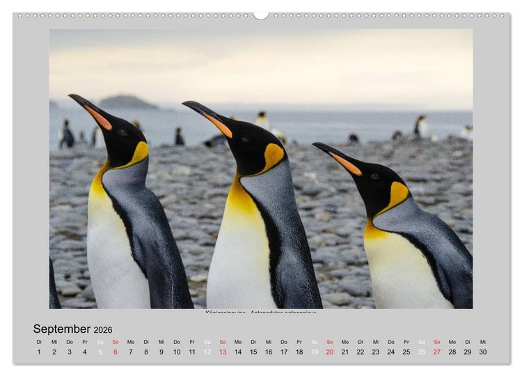 Produktbild: Tierleben in der Antarktis (Wandkalender 2026 DIN A2 quer), CALVENDO Monatskalender