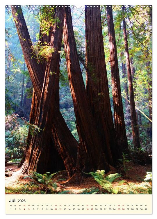 Produktbild: Redwoods - Faszination Mammutb&auml;ume (Wandkalender 2026 DIN A2 hoch), CALVENDO Monatskalender