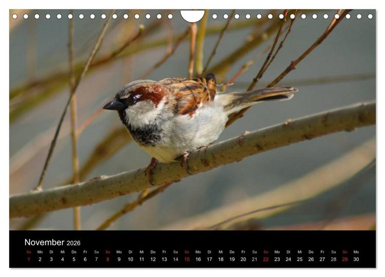 Produktbild: Freche Spatzen (Wandkalender 2026 DIN A4 quer), CALVENDO Monatskalender