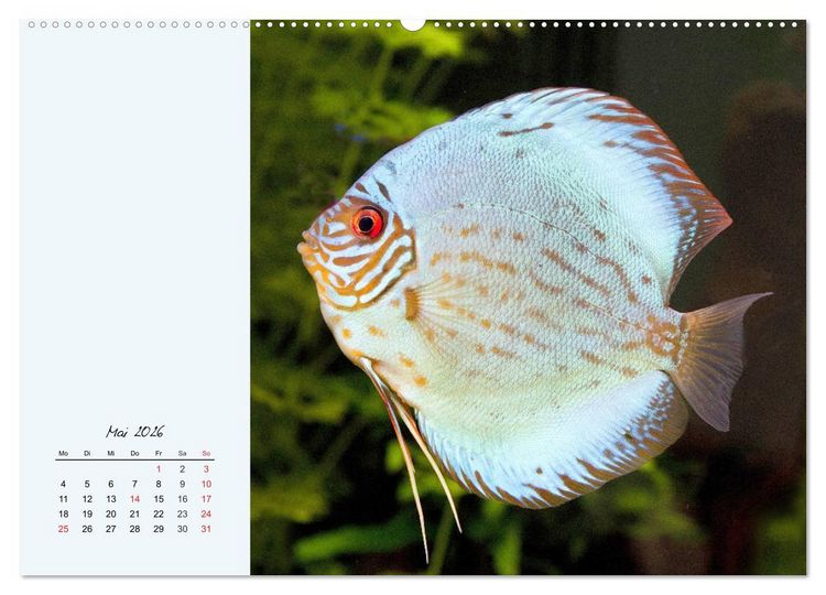 Produktbild: Diskusfische. Die bezaubernden Lieblinge vieler Aquarianer (Wandkalender 2026 DIN A2 quer), CALVENDO Monatskalender
