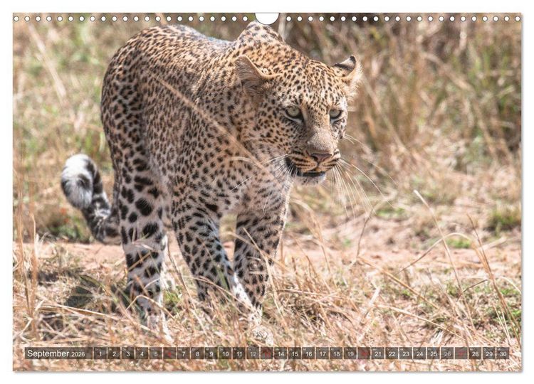 Produktbild: Leoparden - Geheimnisvolle J&auml;ger (Wandkalender 2026 DIN A3 quer), CALVENDO Monatskalender