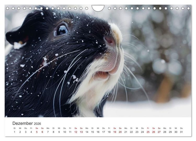 Produktbild: Wuschelbande - Ein Jahr voller Meerschweinchen (Wandkalender 2026 DIN A4 quer), CALVENDO Monatskalender