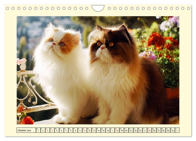 Produktbild: Perserkatzen. Zauberhaft, sanft, anh&auml;nglich und wundersch&ouml;n (Wandkalender 2026 DIN A4 quer), CALVENDO Monatskalender