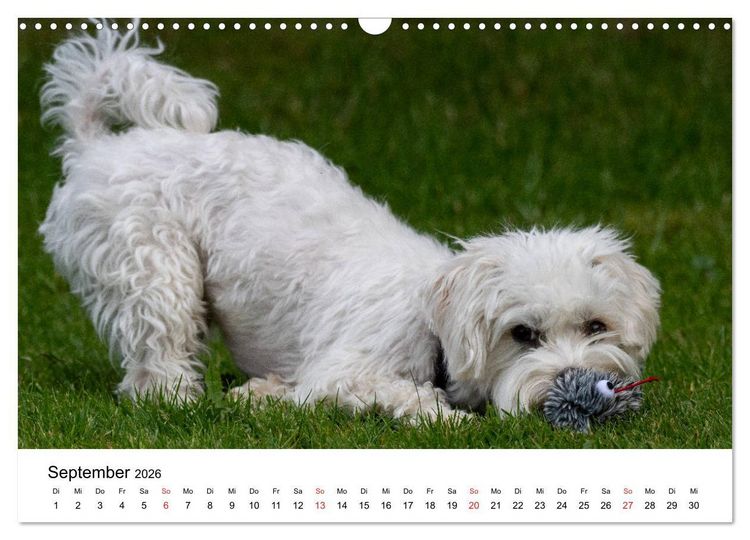 Produktbild: Moritz, der freche Malteser (Wandkalender 2026 DIN A3 quer), CALVENDO Monatskalender