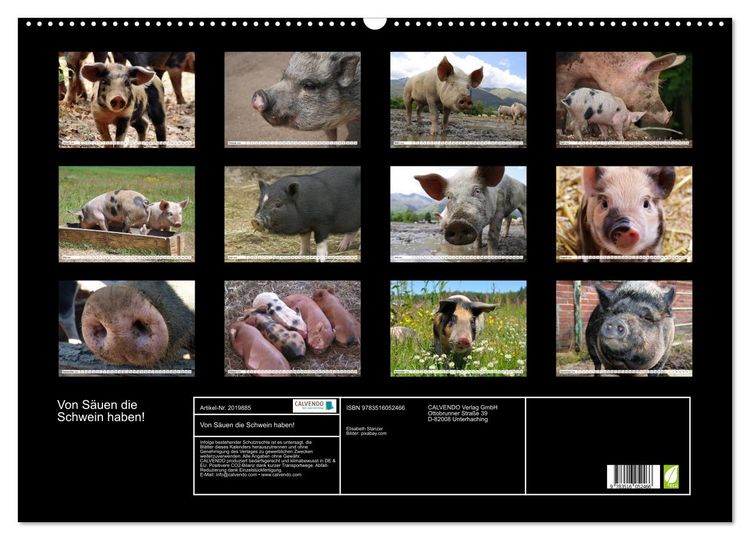 Produktbild: Von S&auml;uen die Schwein haben! (Wandkalender 2026 DIN A2 quer), CALVENDO Monatskalender