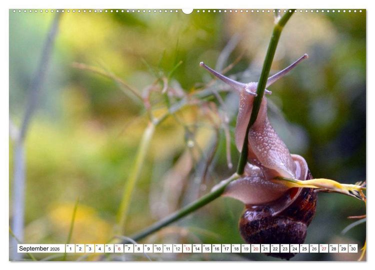 Produktbild: Schnecken. Witzige Schleimer (hochwertiger Premium Wandkalender 2026 DIN A2 quer), Kunstdruck in Hochglanz