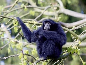 Produktbild: CALVENDO Puzzle Siamang | 1000 Teile Lege-Gr&ouml;&szlig;e 64x48cm Foto-Puzzle f&uuml;r gl&uuml;ckliche Stunden