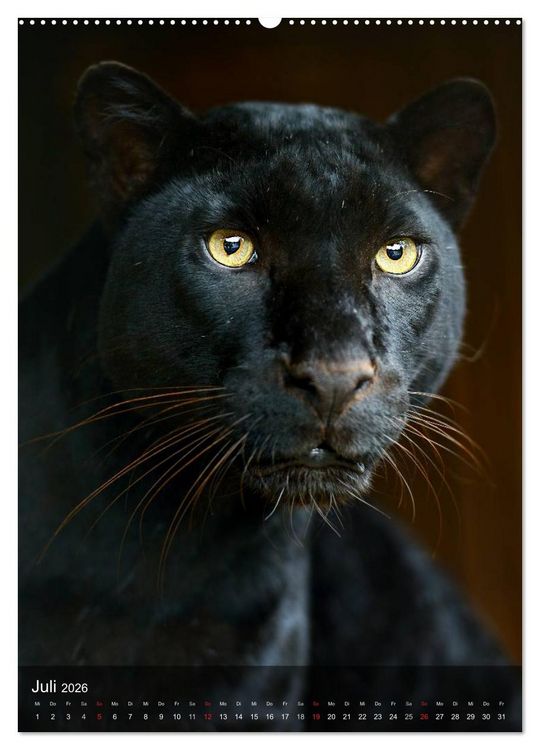 Produktbild: Gro&szlig;katzen. Raubkatzengesichter (hochwertiger Premium Wandkalender 2026 DIN A2 hoch), Kunstdruck in Hochglanz