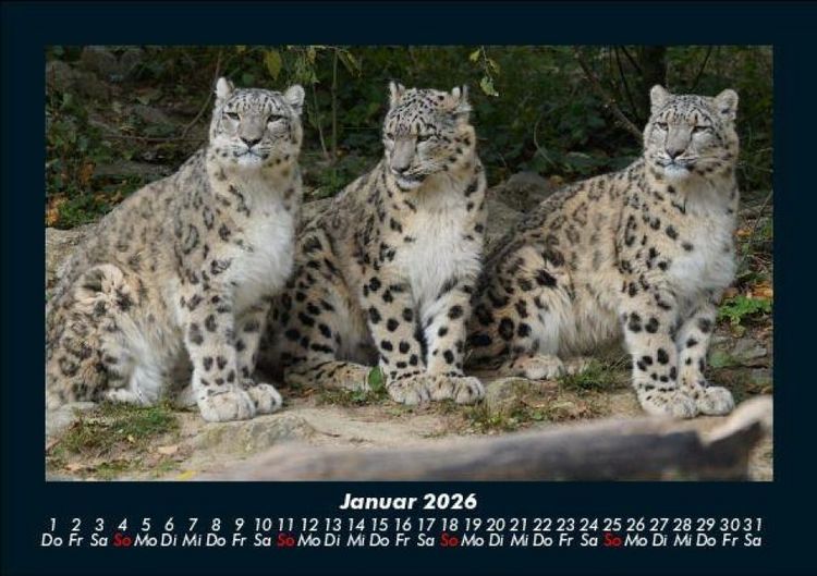 Produktbild: Welt der Tiere 2026 Fotokalender DIN A5