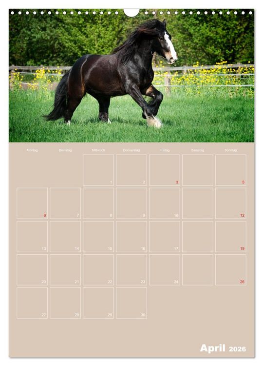 Produktbild: Pferde / Planer (Wandkalender 2026 DIN A3 hoch), CALVENDO Monatskalender