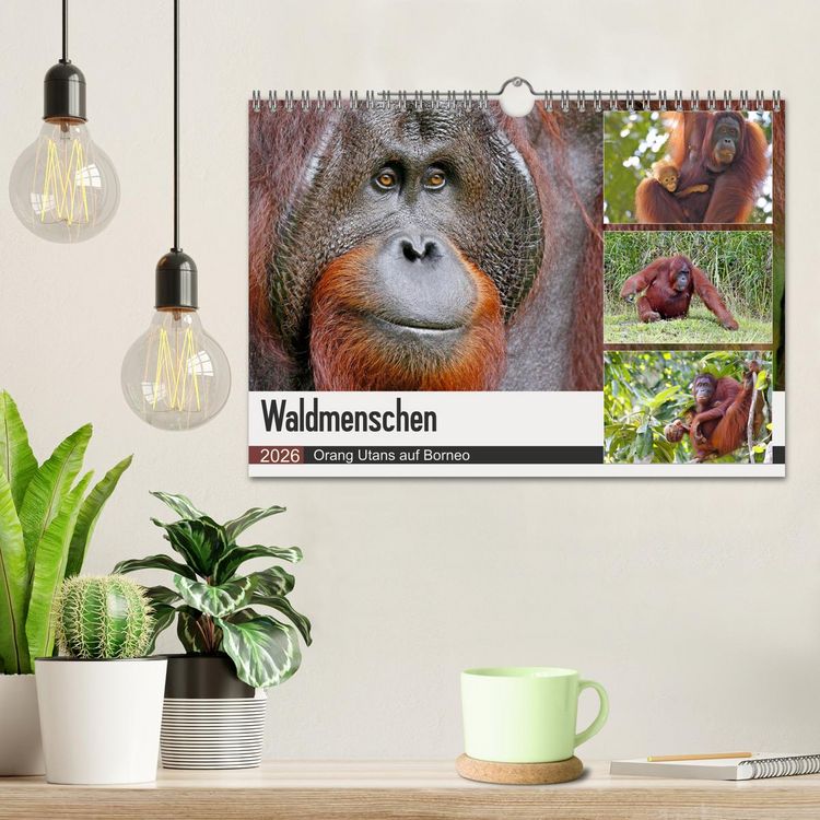 Produktbild: Waldmenschen - Orang Utans auf Borneo (Wandkalender 2026 DIN A4 quer), CALVENDO Monatskalender