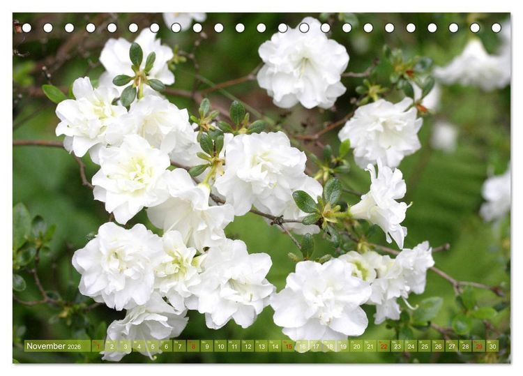 Produktbild: Wei&szlig;e Fr&uuml;hlingsbl&uuml;ten (Tischkalender 2026 DIN A5 quer), CALVENDO Monatskalender