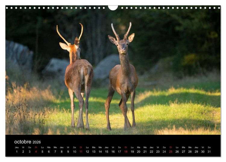 Produktbild: Tr&eacute;sors des Vosges (Calendrier mural 2026 DIN A3 vertical), CALVENDO calendrier mensuel