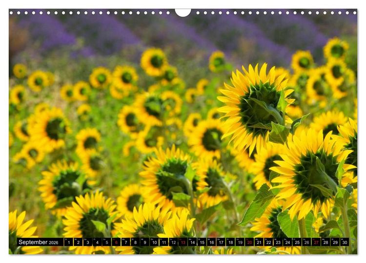 Produktbild: Provence (Wandkalender 2026 DIN A3 quer), CALVENDO Monatskalender