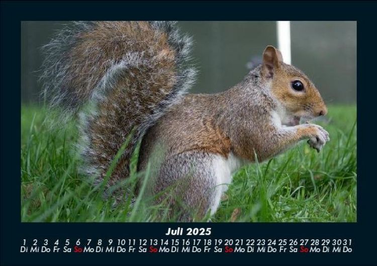 Produktbild: Waldbewohner 2025 Fotokalender DIN A5