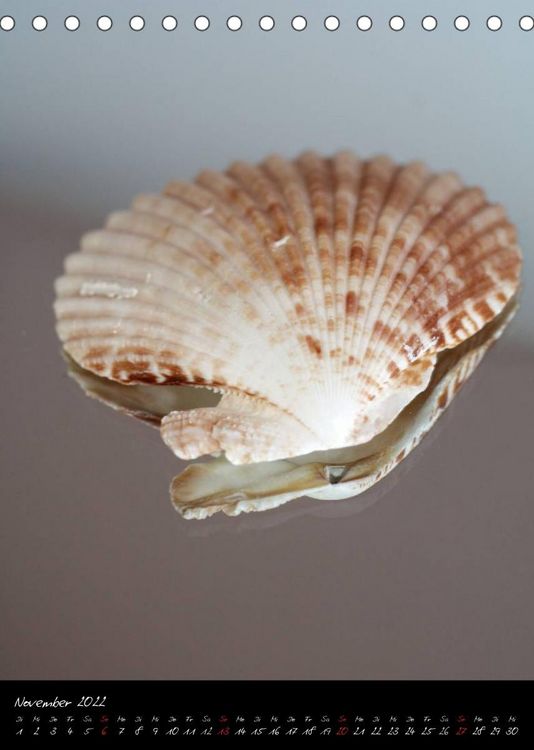 Produktbild: Muscheln und Schnecken (Tischkalender 2022 DIN A5 hoch)