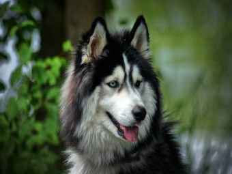 Produktbild: CALVENDO Puzzle Husky | 1000 Teile Lege-Gr&ouml;&szlig;e 64x48cm Foto-Puzzle f&uuml;r gl&uuml;ckliche Stunden