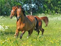 Produktbild: CALVENDO Puzzle Pferde - Kameraden mit vier Hufen 1000 Teile Lege-Gr&ouml;&szlig;e 640 x 480 cm Foto-Puzzle Bild von Elke Laage