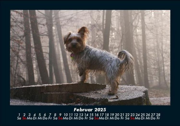 Produktbild: Hundezauber 2025 Fotokalender DIN A5