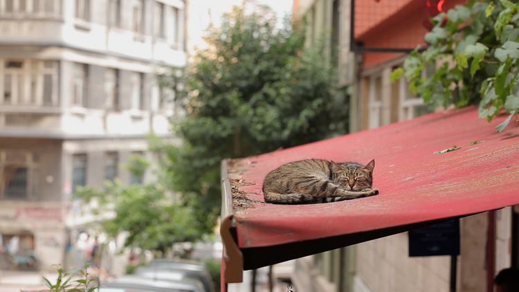 Produktbild: Kedi - Von Katzen und Menschen