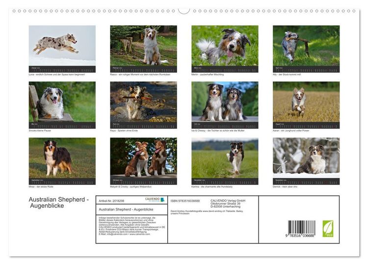 Produktbild: Australian Shepherd - Augenblicke (hochwertiger Premium Wandkalender 2026 DIN A2 quer), Kunstdruck in Hochglanz