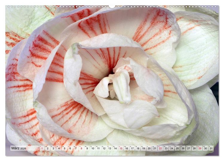 Produktbild: Amaryllis-Bl&uuml;ten (hochwertiger Premium Wandkalender 2026 DIN A2 quer), Kunstdruck in Hochglanz