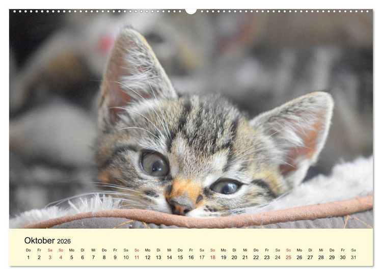 Produktbild: Putzige Katzenkinder. Drollige K&auml;tzchen entdecken die Welt! (hochwertiger Premium Wandkalender 2026 DIN A2 quer), Kunstdruck in Hochglanz