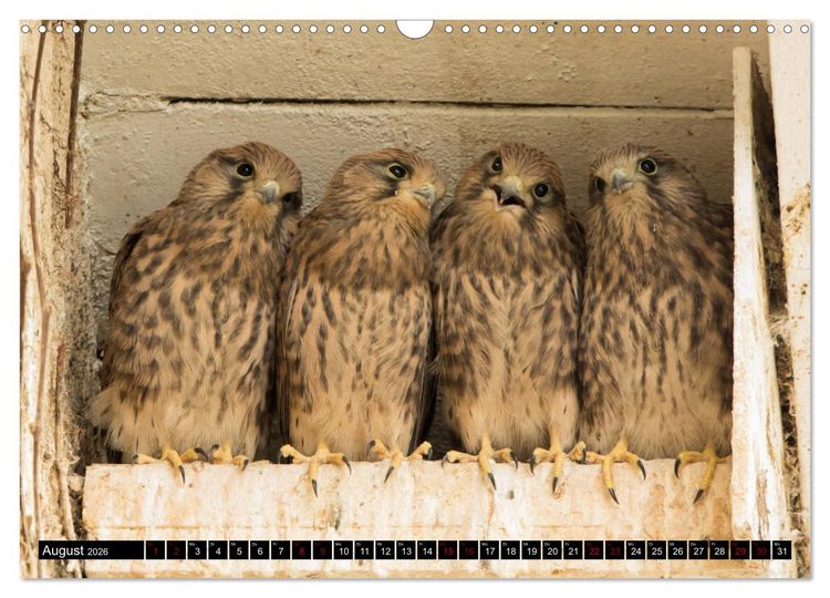 Produktbild: Nordhessens Tierkinder (Wandkalender 2026 DIN A3 quer), CALVENDO Monatskalender