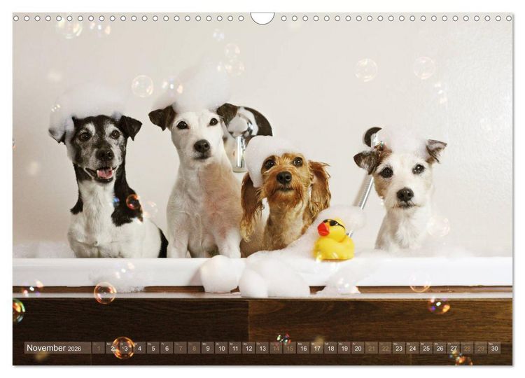 Produktbild: Die Parson-Russell-Terrier ...mit neuen Abenteuern aus der Hundeknipserei (Wandkalender 2026 DIN A3 quer), CALVENDO Monatskalender