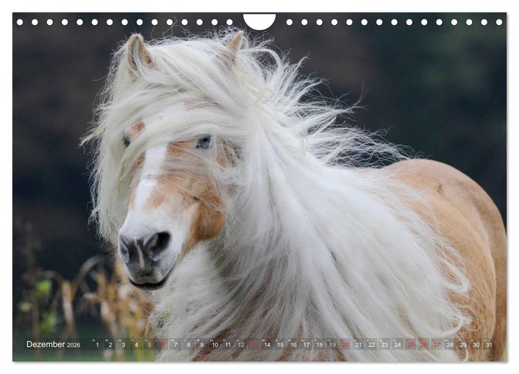 Produktbild: Haflinger Sch&ouml;nheiten (Wandkalender 2026 DIN A4 quer), CALVENDO Monatskalender