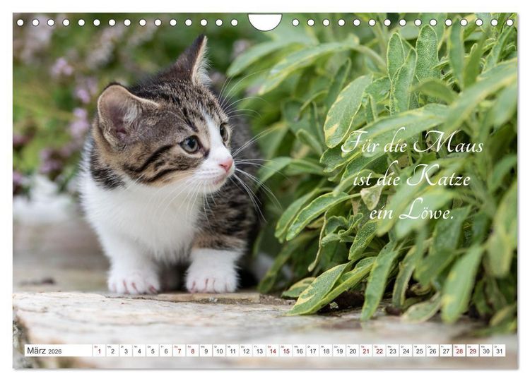 Produktbild: Kitten auf Entdeckungsreise (Wandkalender 2026 DIN A4 quer), CALVENDO Monatskalender