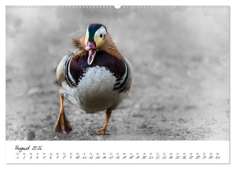 Produktbild: Abenteuer einer Mandarinente (hochwertiger Premium Wandkalender 2026 DIN A2 quer), Kunstdruck in Hochglanz