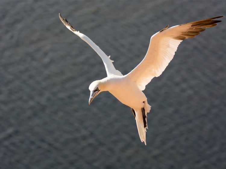 Produktbild: CALVENDO Puzzle Basst&ouml;lpel im Flug | 1000 Teile Lege-Gr&ouml;&szlig;e 64 &times; 48 cm Foto-Puzzle f&uuml;r gl&uuml;ckliche Stunden
