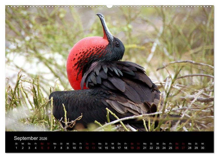 Produktbild: Ama la Vida Ecuador (Wandkalender 2026 DIN A2 quer), CALVENDO Monatskalender