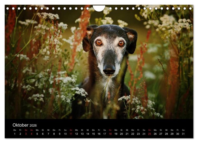 Produktbild: Der Windhundekalender (Wandkalender 2026 DIN A4 quer), CALVENDO Monatskalender
