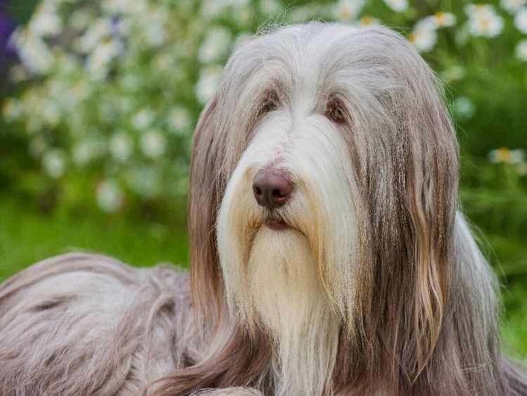 Produktbild: CALVENDO Puzzle Bearded Collie H&uuml;ndin | 1000 Teile Lege-Gr&ouml;&szlig;e 64x48cm Foto-Puzzle f&uuml;r gl&uuml;ckliche Stunden
