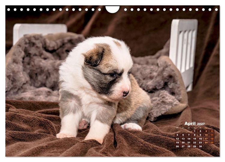 Produktbild: Willkommen auf dieser Welt ihr kleinen Islandhunde (Wandkalender 2027 DIN A4 quer), CALVENDO Monatskalender