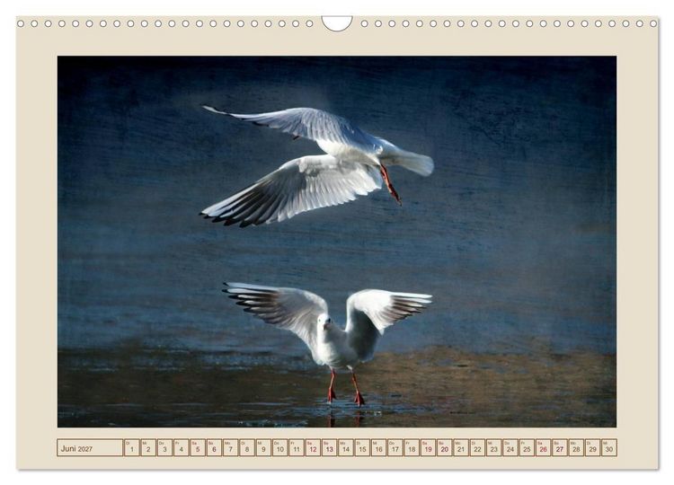 Produktbild: V&ouml;gel am Chemnitzer Schlossteich (Wandkalender 2027 DIN A3 quer), CALVENDO Monatskalender