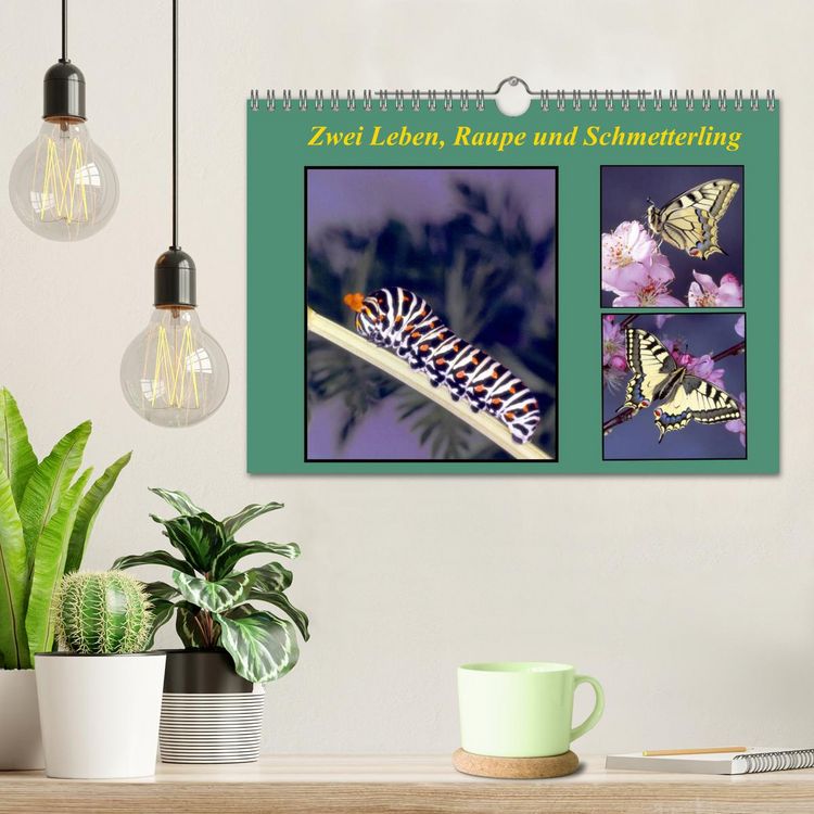 Produktbild: Zwei Leben, Raupe und Schmetterling (Wandkalender 2026 DIN A4 quer), CALVENDO Monatskalender